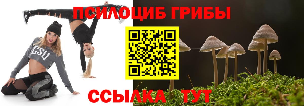 дарнет шоп  Вход с VPN  Кисловодск  Галлюциногенные грибы Cubensis 